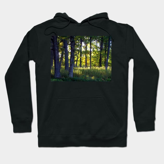 Illuminated Woods Hoodie by bgaynor